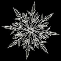 Winter Follies - USE this LINK! Thanks!