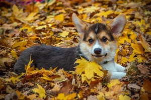 Announcements - Tuesday, November 17th, 2020